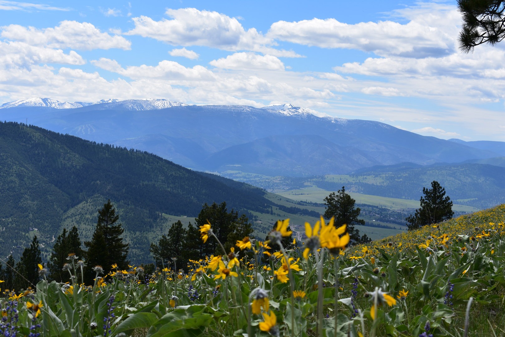 Wildflowers and the Bitterroot Mountains.