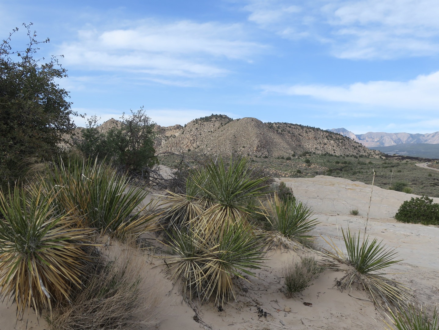 Yucca along the Whiterocks Amphitheater Trail.
