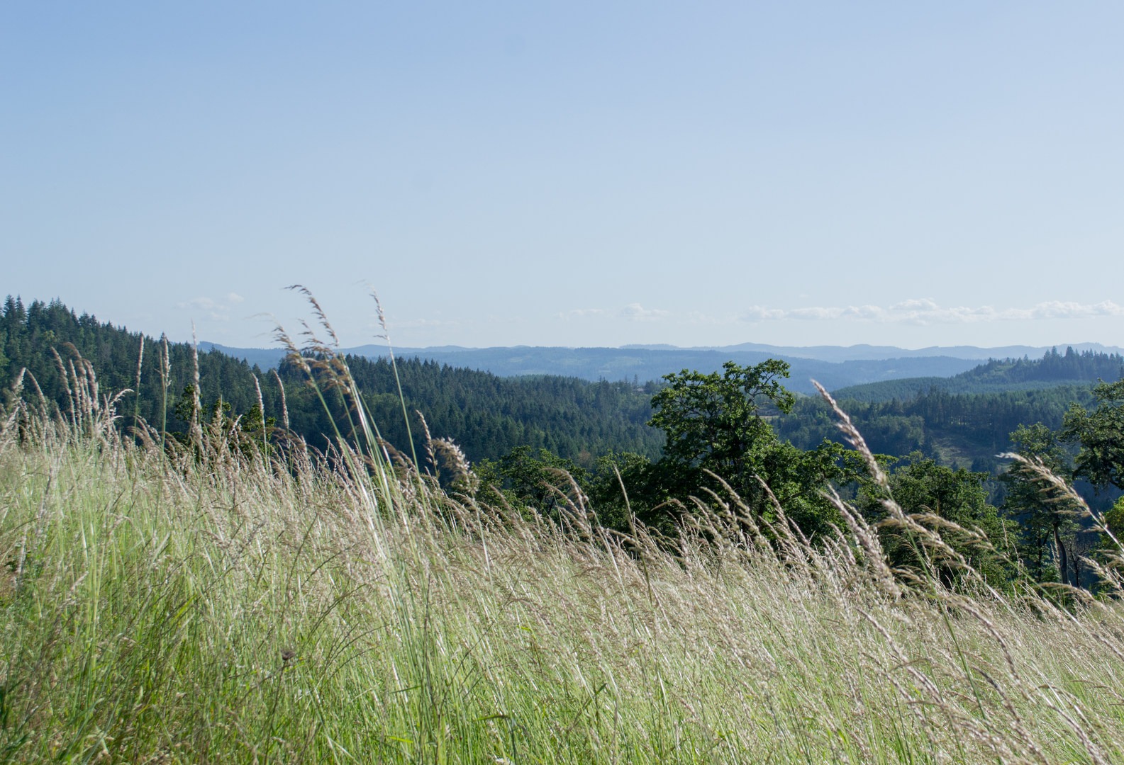 View of the Willamette Valley from the Loop Trail.