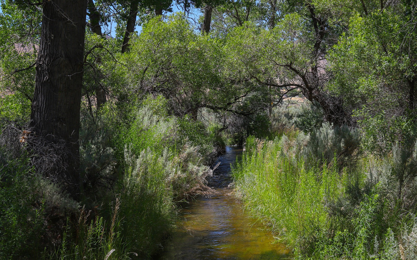 A canal running through the state park.