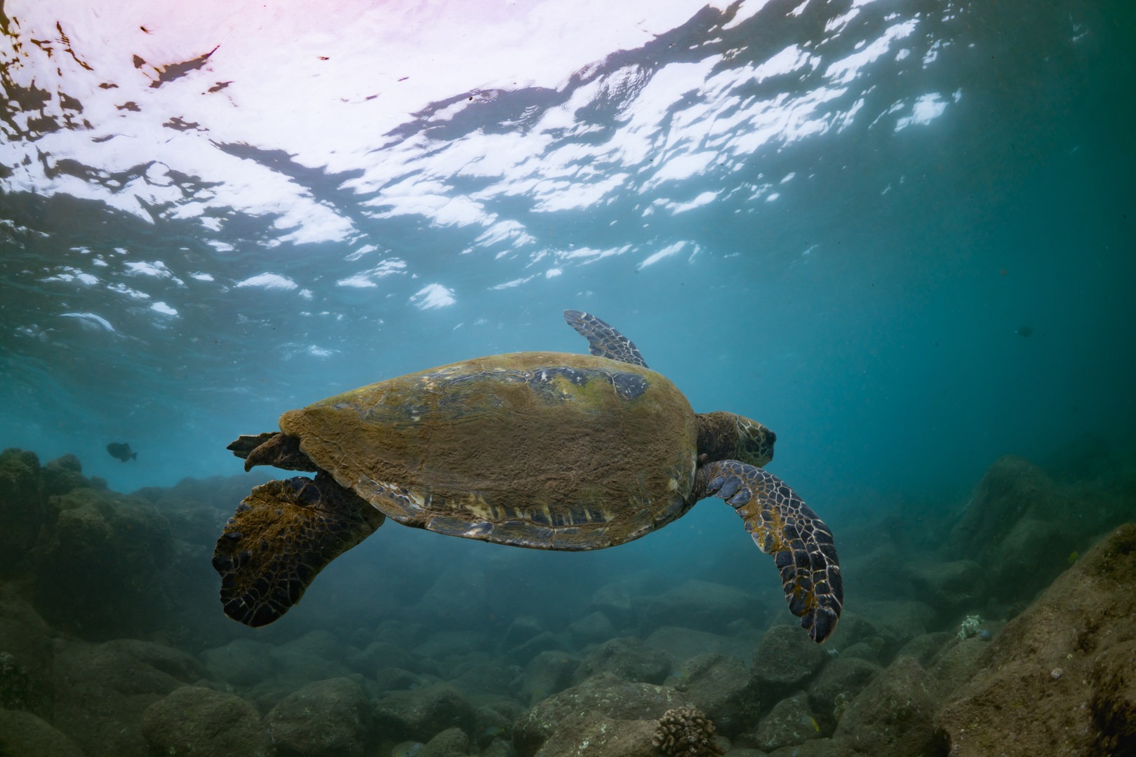 Turtles are a common sight along the rocks.