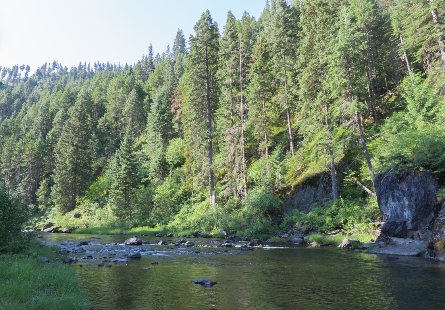 Big old-growth trees flank the steep slopes of the river.