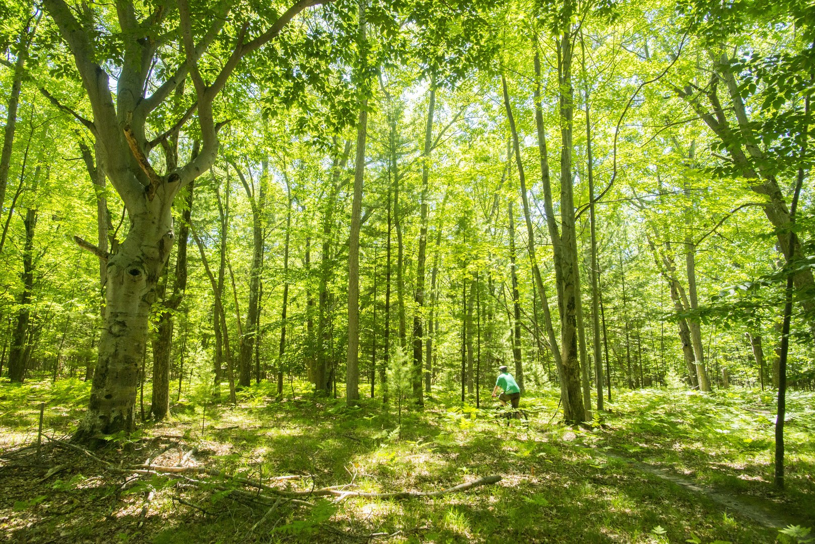 Enjoying the open forest trails.