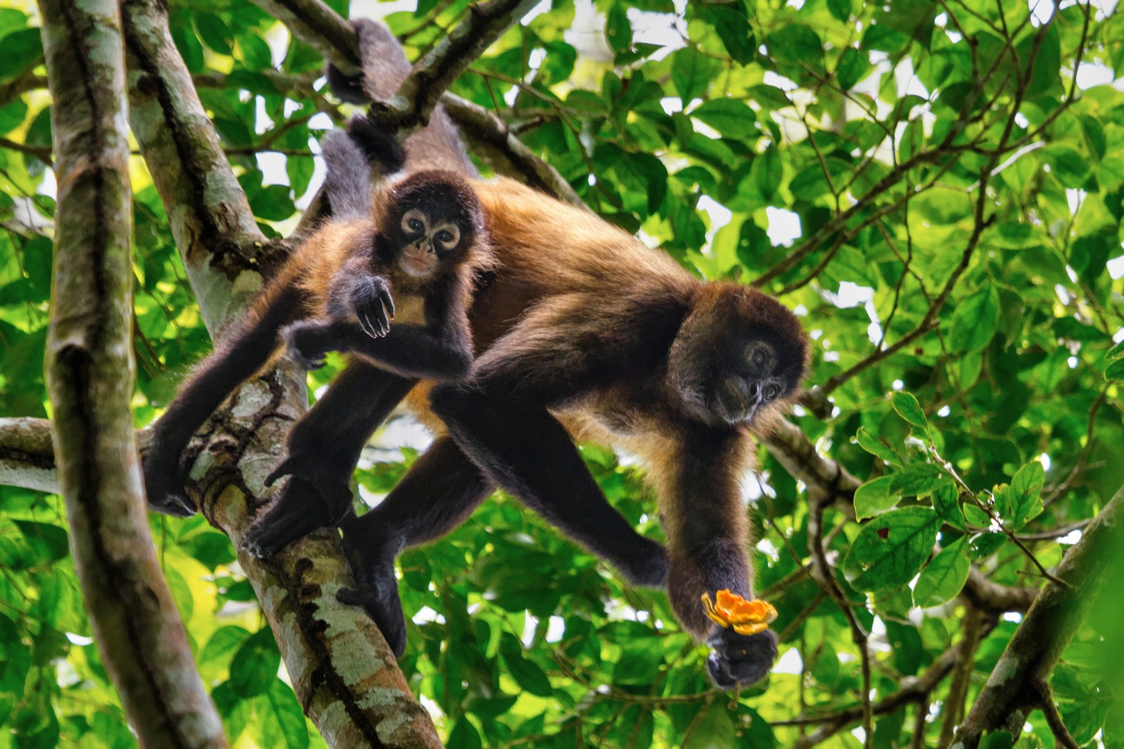 Spider monkey mother and baby eating quince fruit.