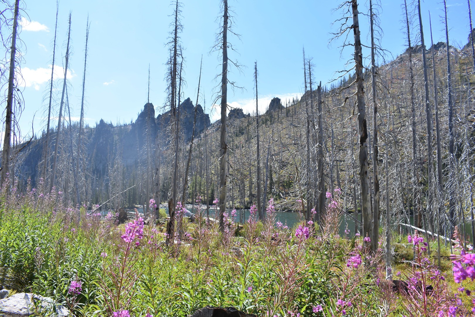 Wildflowers around the lake.