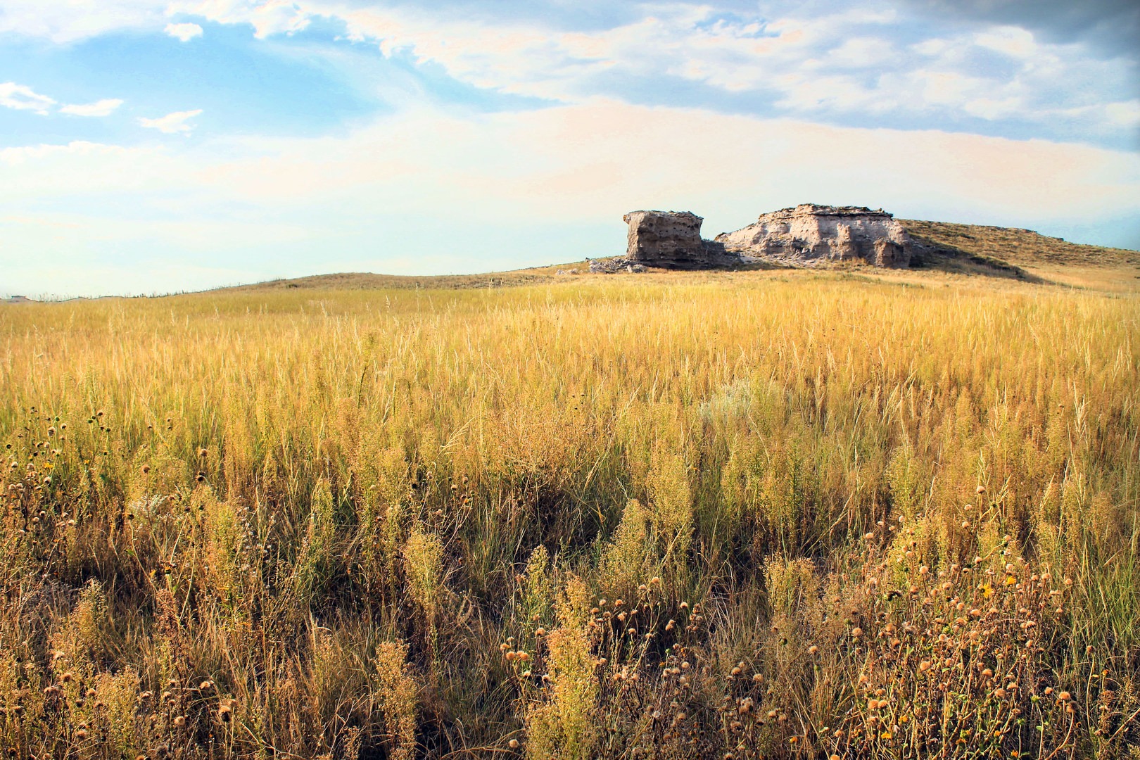 Late afternoon hours turn the fading grass a golden yellow.