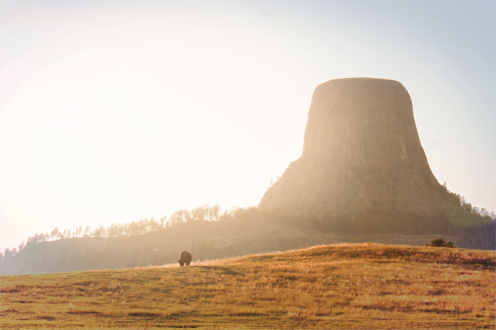 A bison grazes on the rolling hills surrounding Devils Tower in the evening hours.