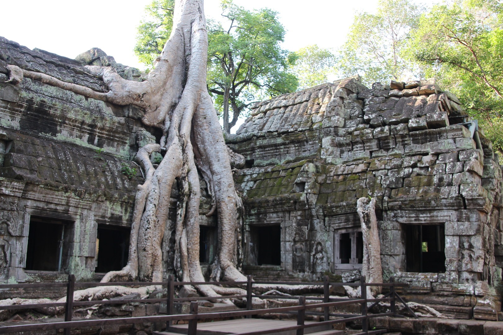 Jungle overtaking the ruins at Ta Prohm.