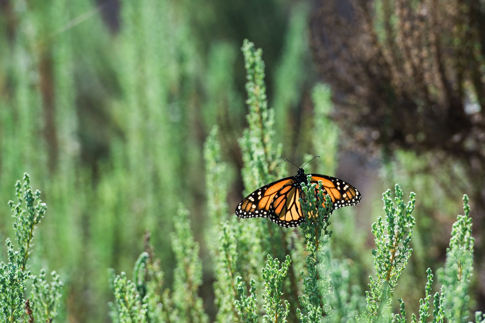 The monarch butterflies that migrate here have an average life span of six months. Many other similar species live only six weeks!