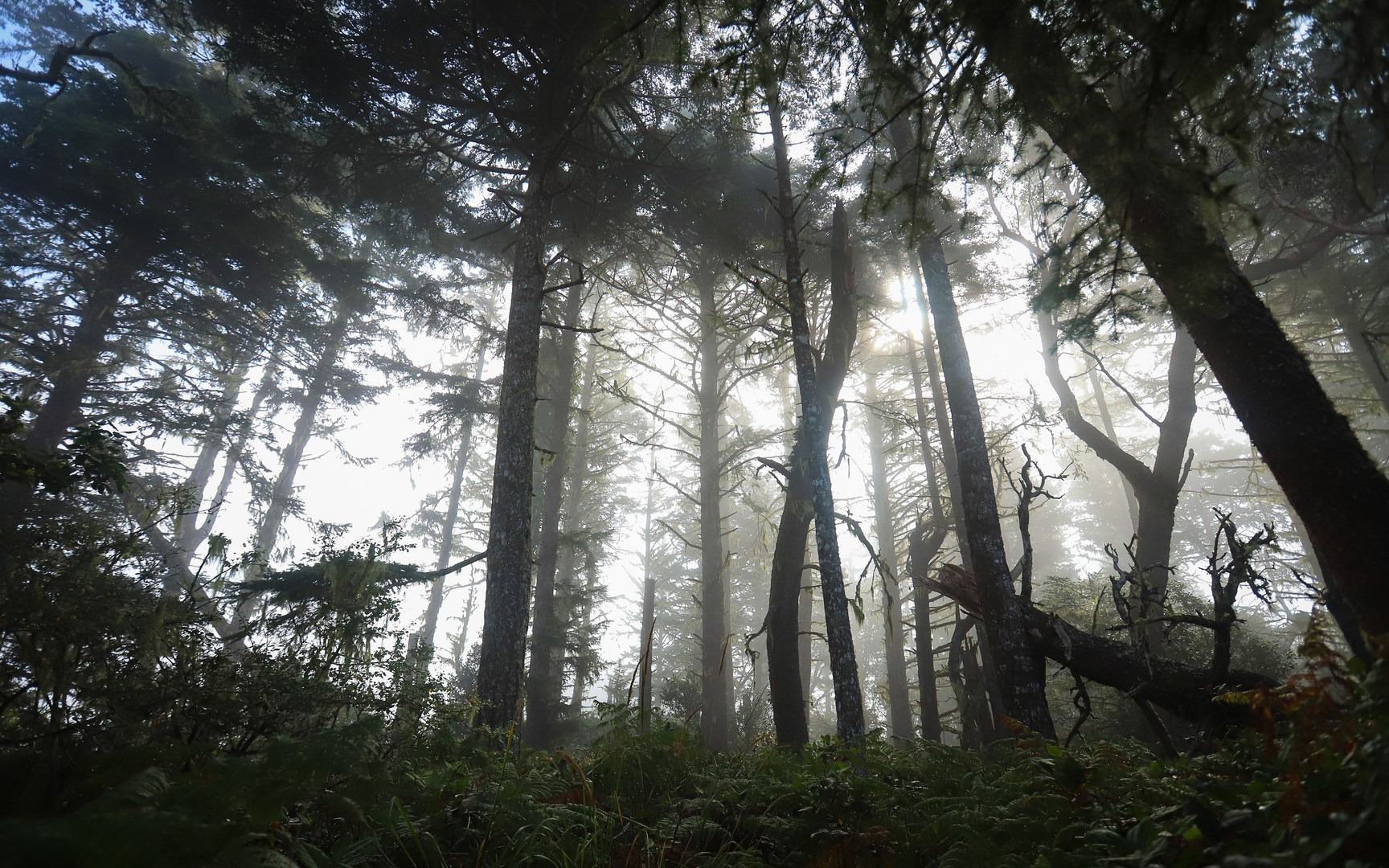 Foggy forest mornings at the recreation area.