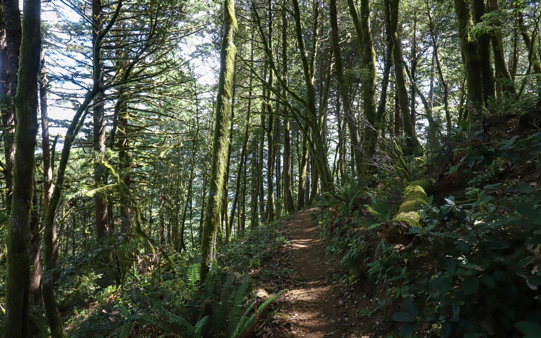 Slopes tend to become more gradual as the trail nears the top.
