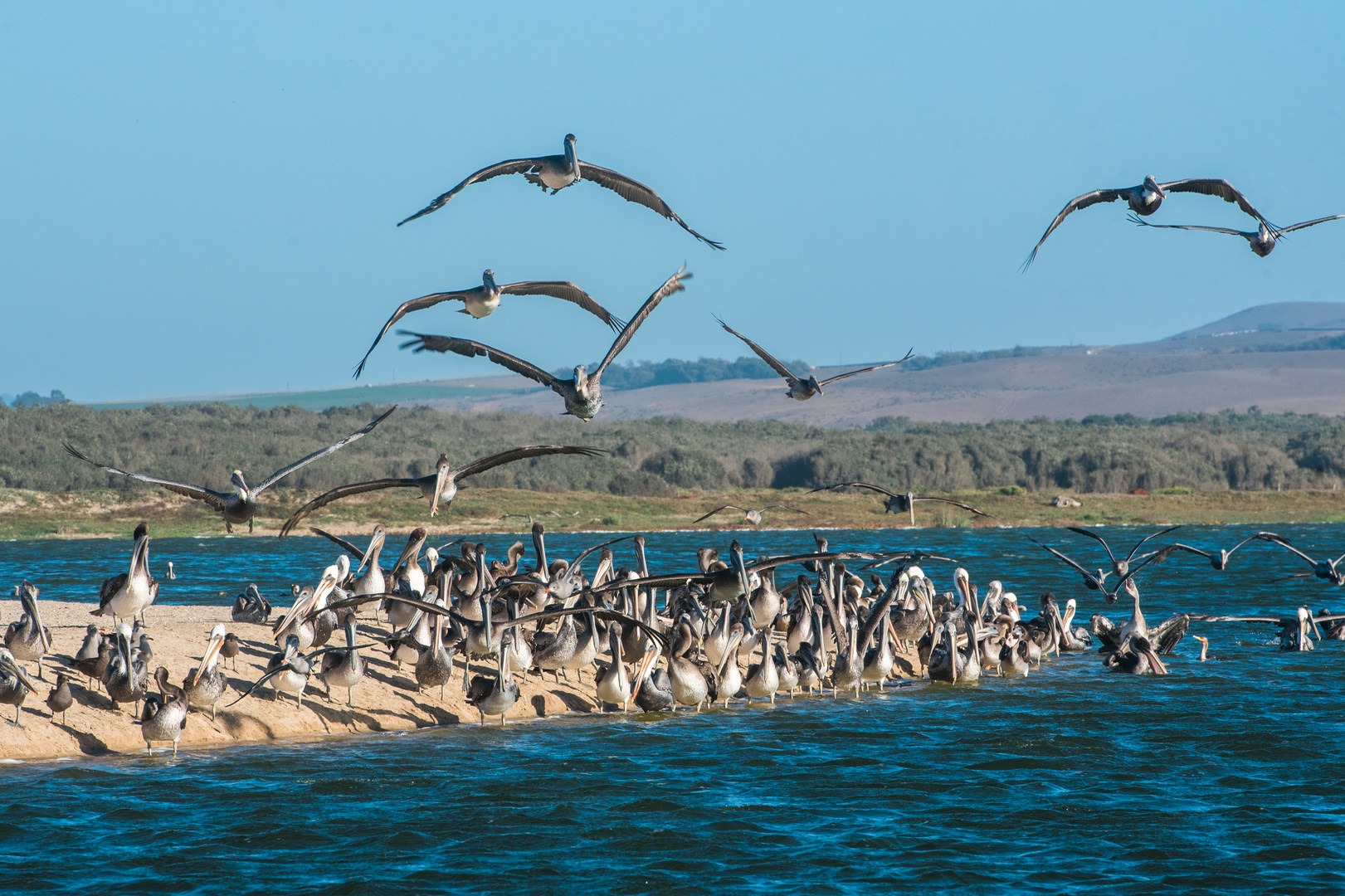 This little inlet provides a perfect sandbar for thousands of birds.