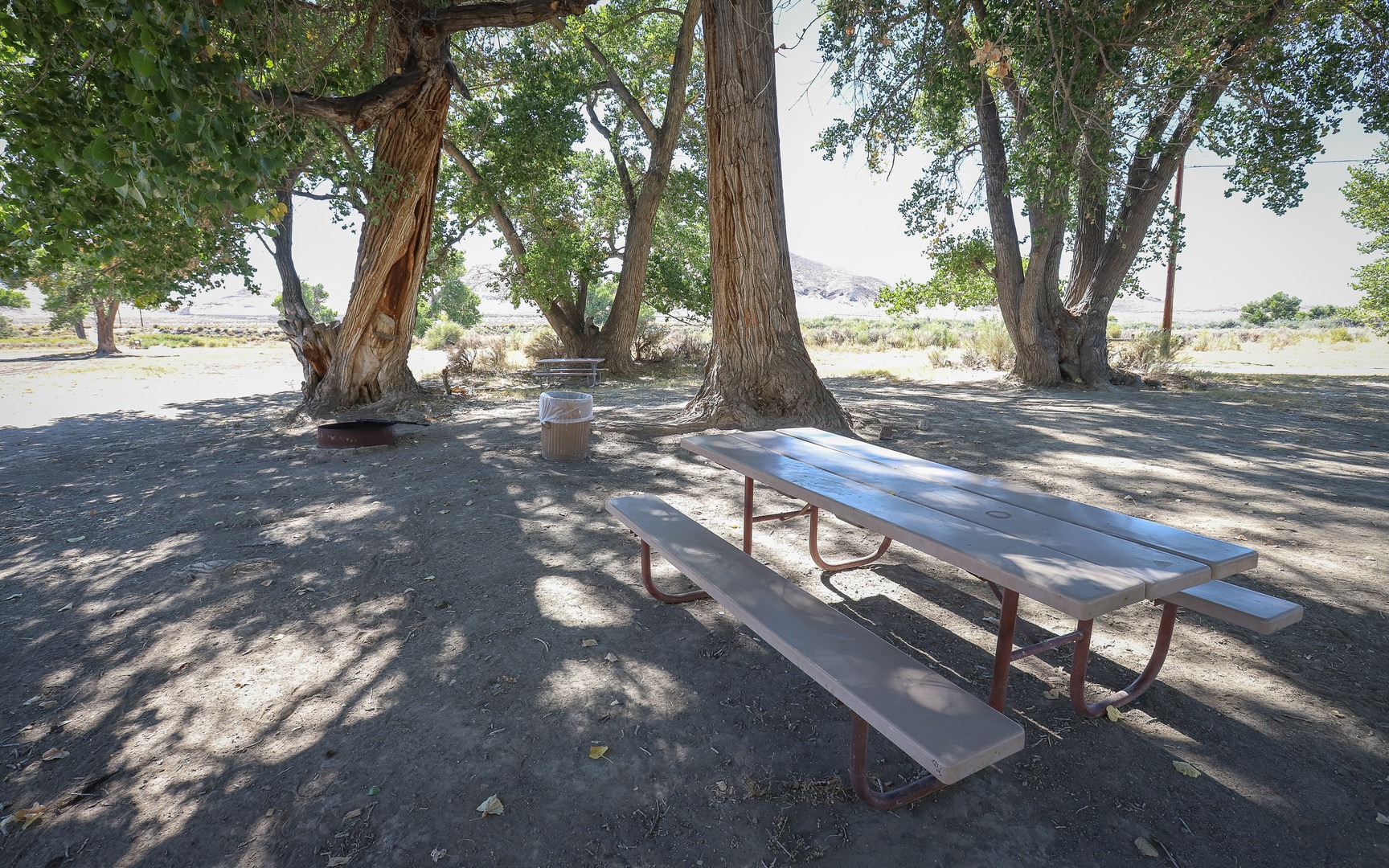 Shady sites beneath the trees are the prime spots.