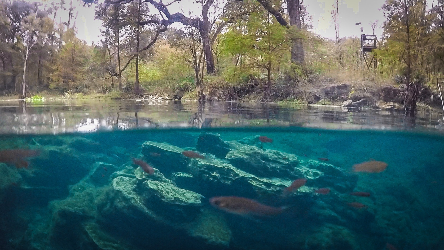 Wes Skiles Peacock Springs State Park Outdoor Project