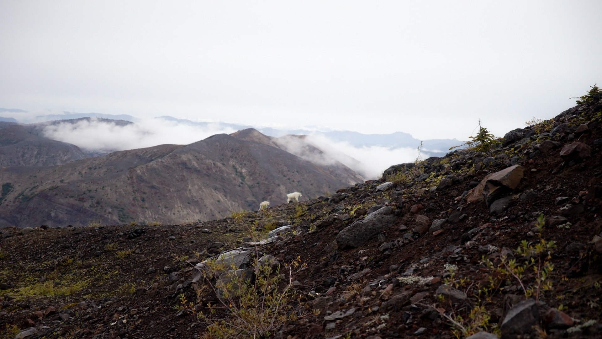 Mountain goats on the ridge.