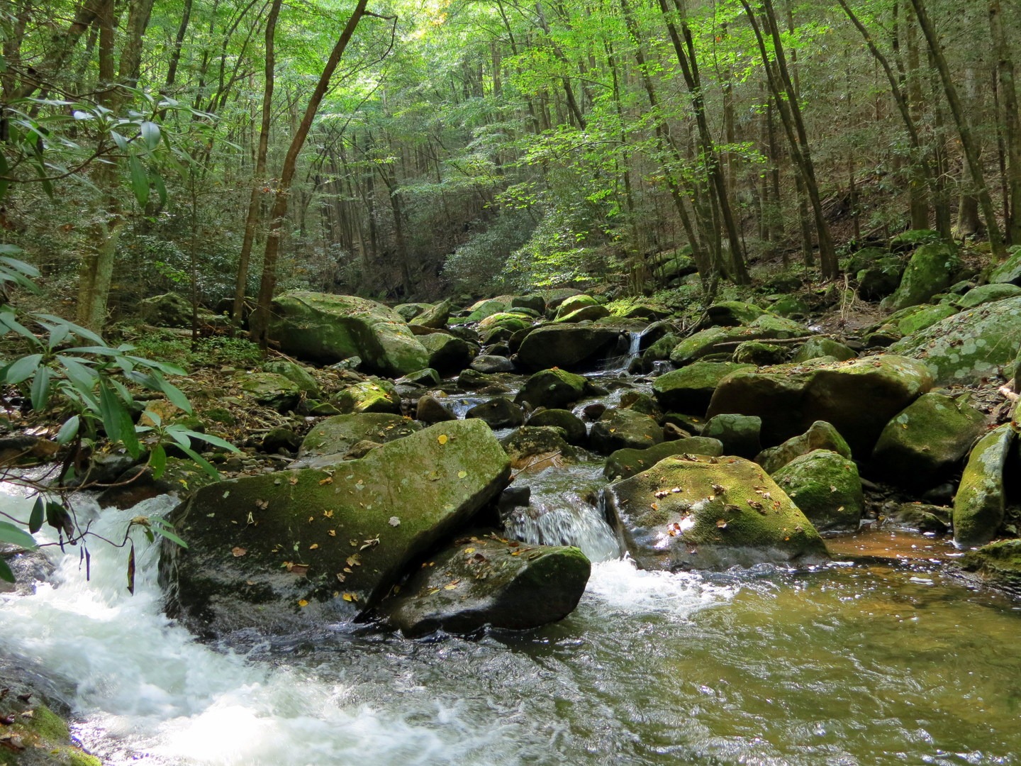 Light filtering through the canopy highlighting the beautiful Conasauga River.