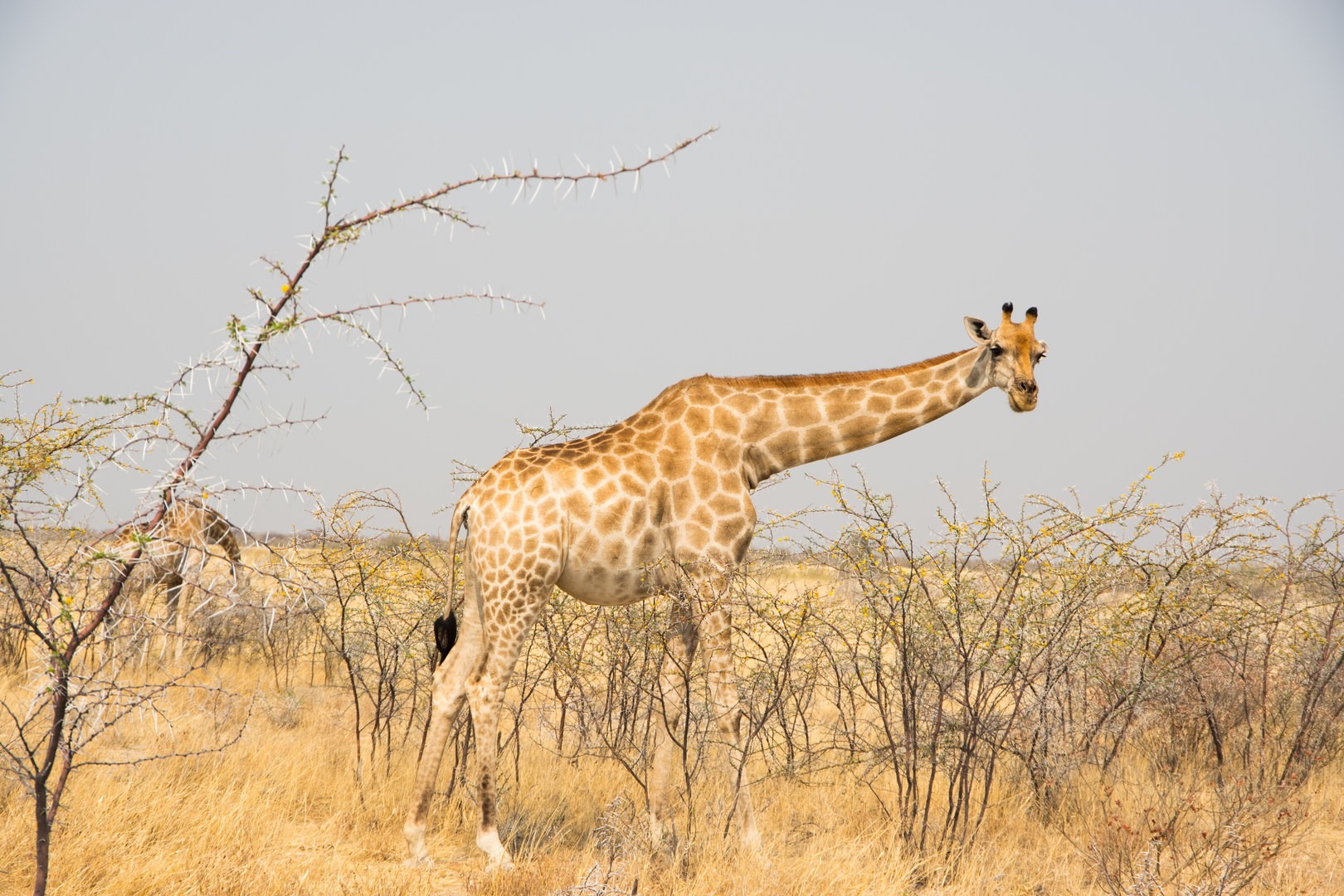 A giraffe in Etosha National Park.