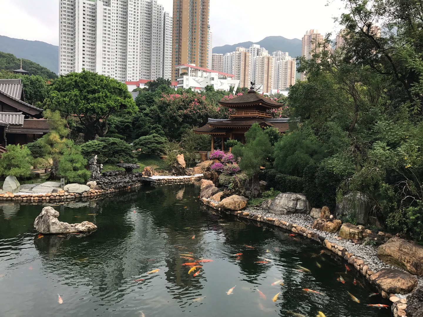 The Blue Pond with Koi fish swimming around and the Pavilion Bridge crossing over. Hong Kong skyscrapers tower over in the background.