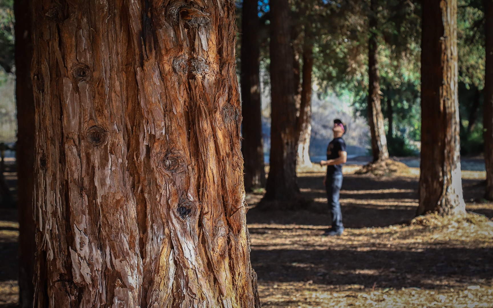 Brea's Carbon Canyon Regional Park redwood grove.