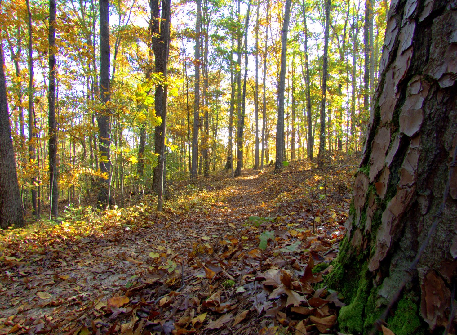 Fall leaves decorate the trail.