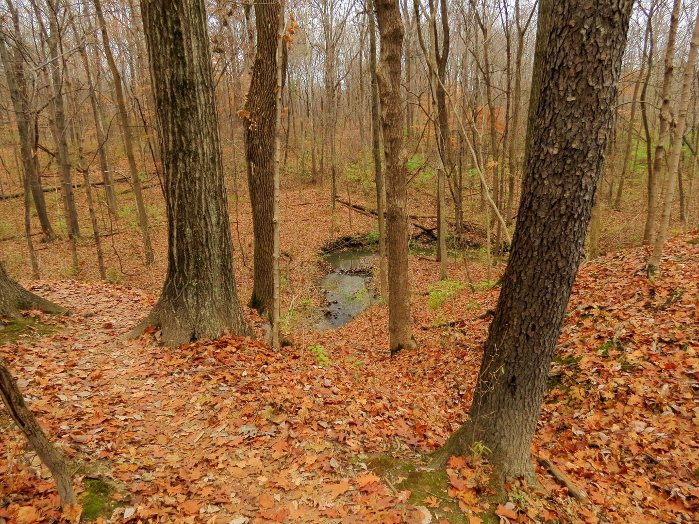 A small creek winds along below the Camp Creek Trail.