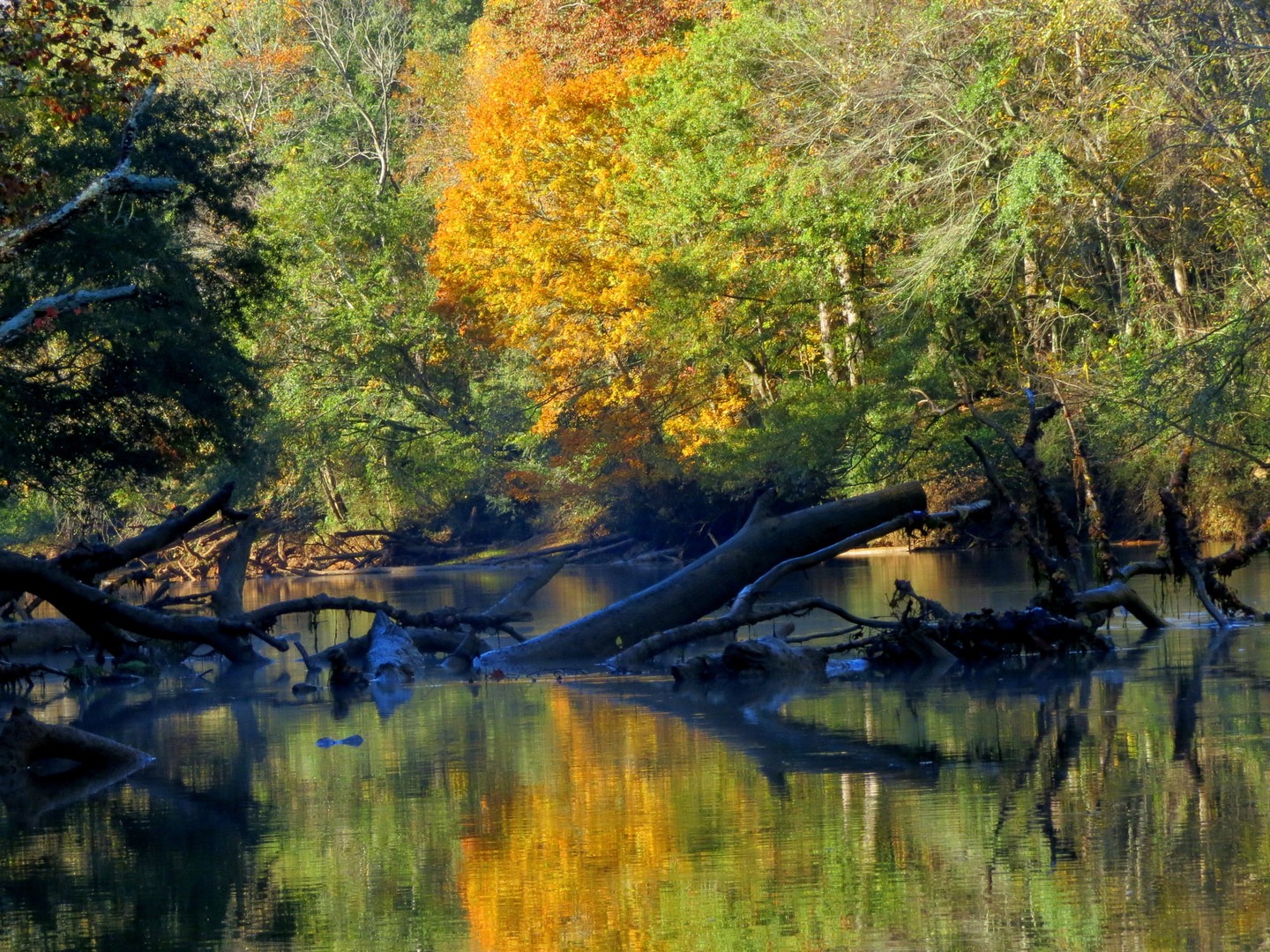 Autumn colors on the Chattahoochee River.