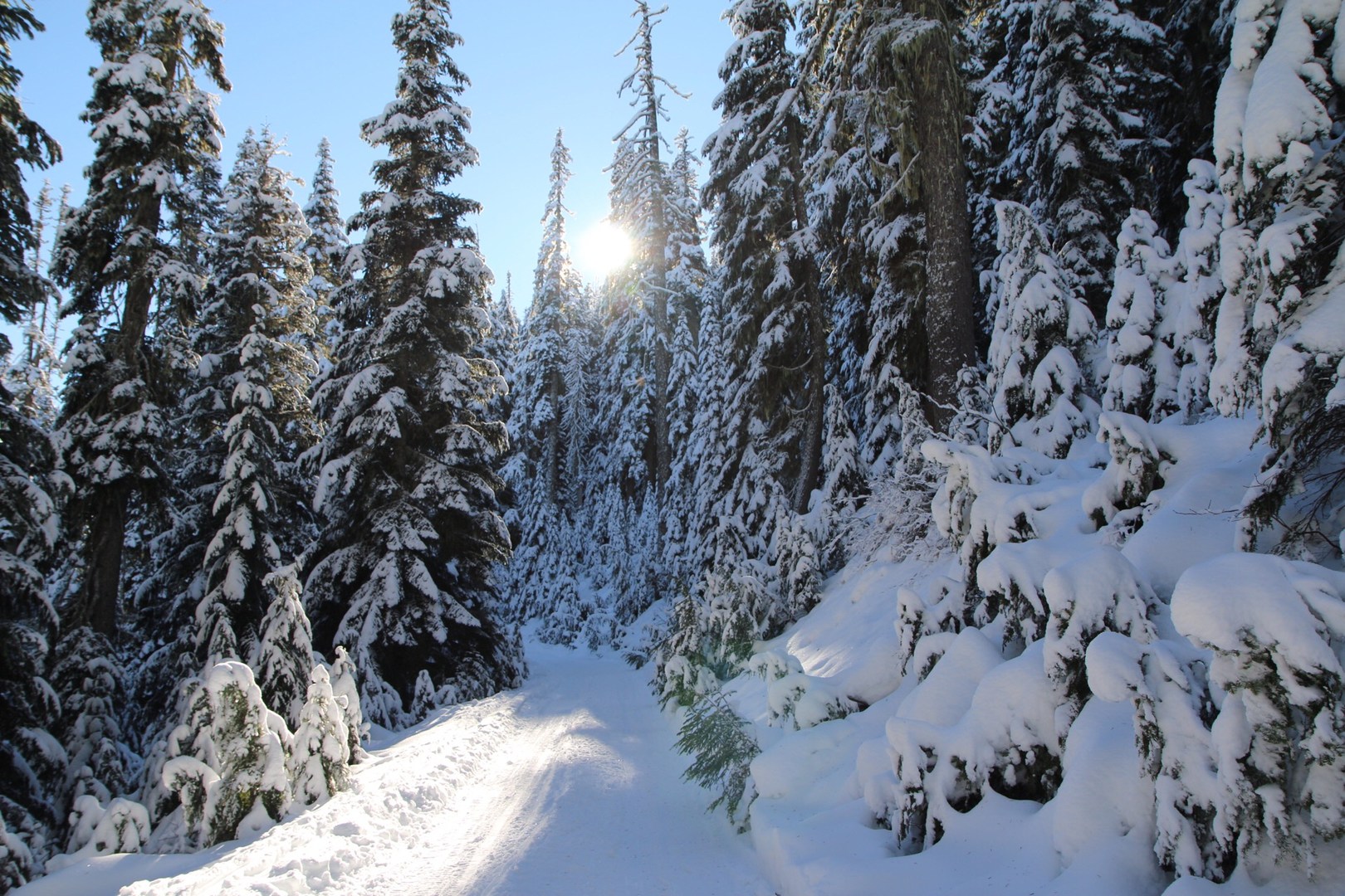 Sun breaking through the trees.