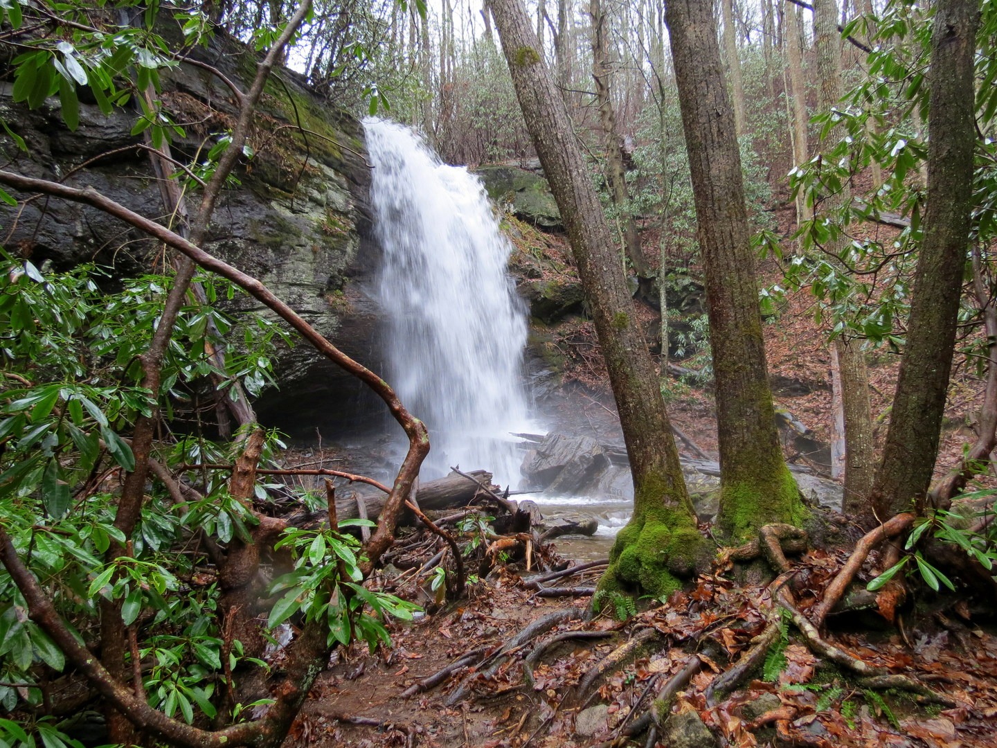 Peeking through the foliage at Lower Denton Creek Falls.