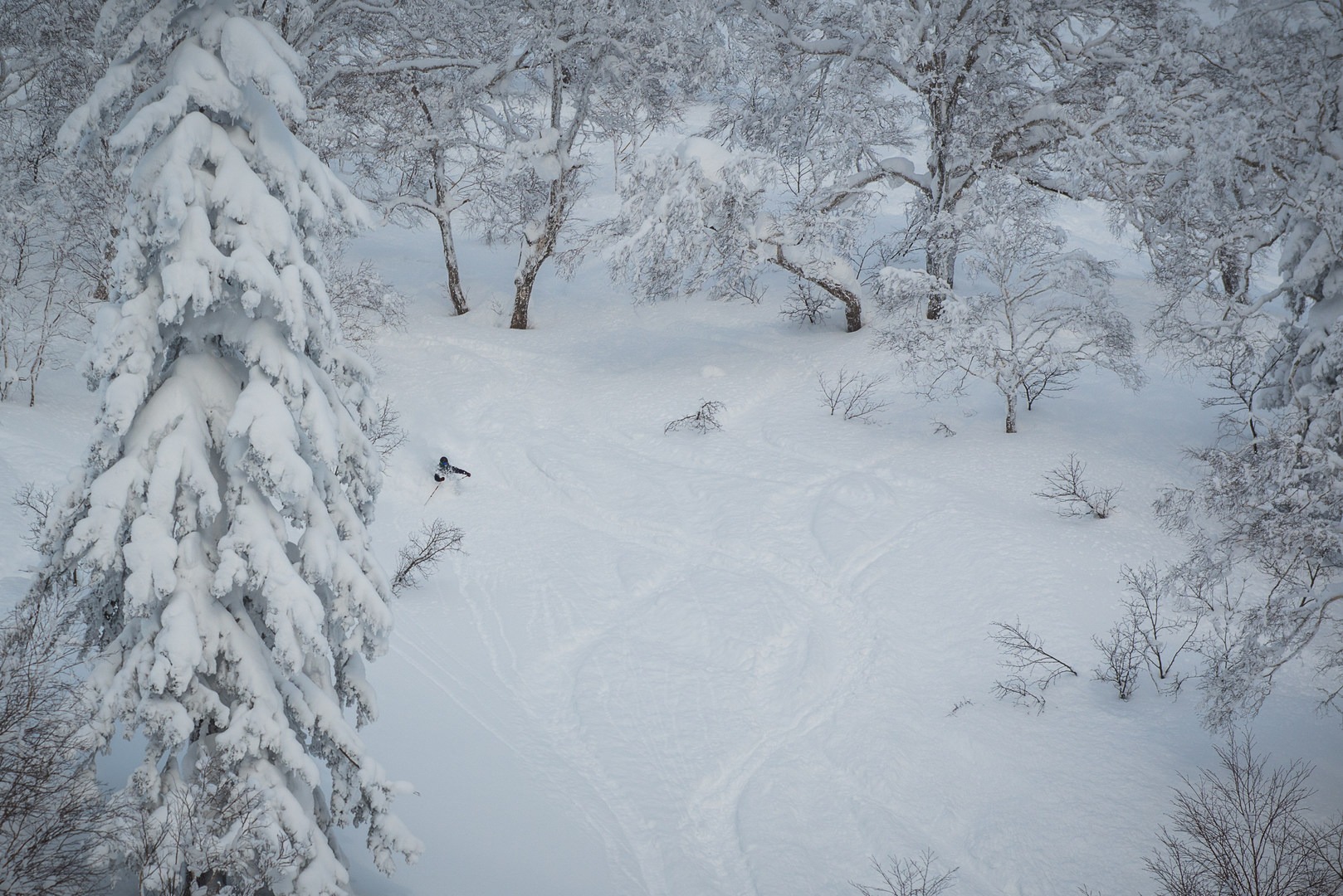 Tree lines and fresh powder days on Asahidake.