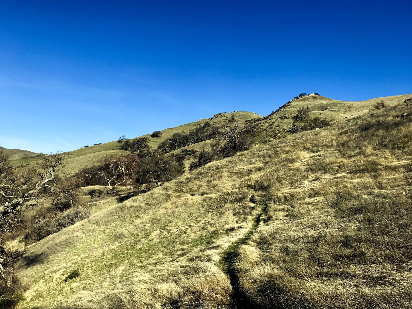 The pastures of the Ohlone Wilderness.