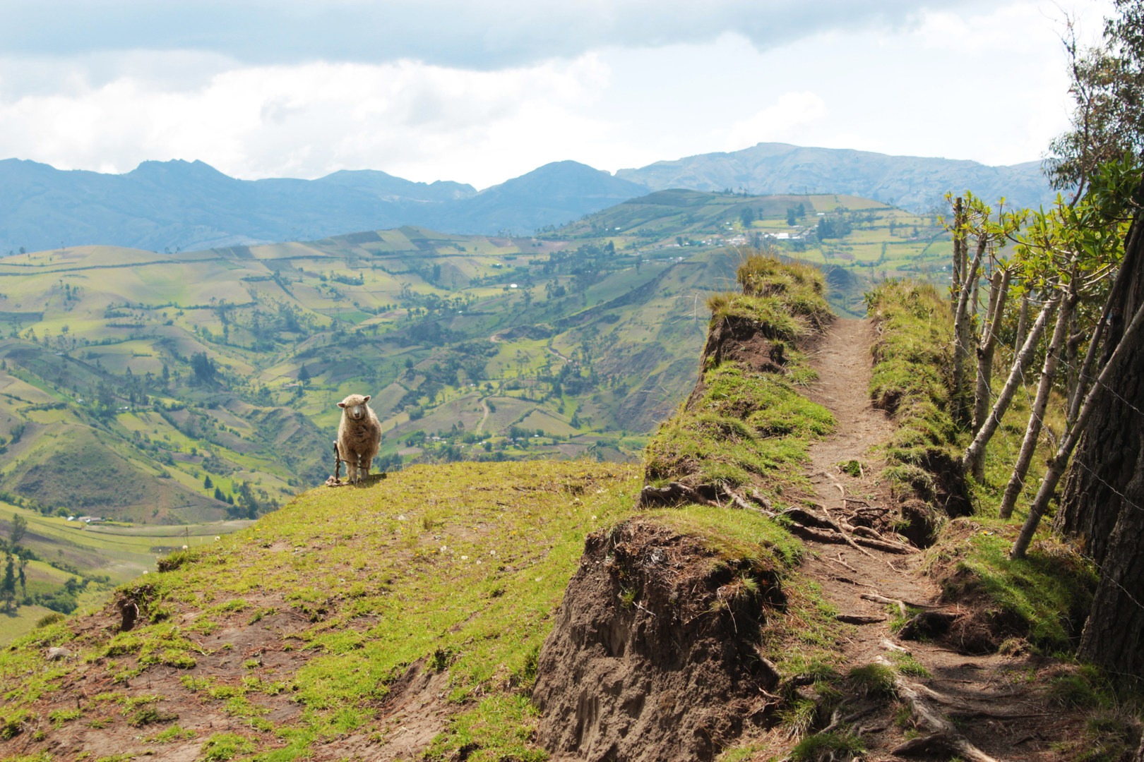 Farm animals like this friendly and curious sheep are common on all trails around the loop. The sheep are usually quite willing to stand still for photos, too!