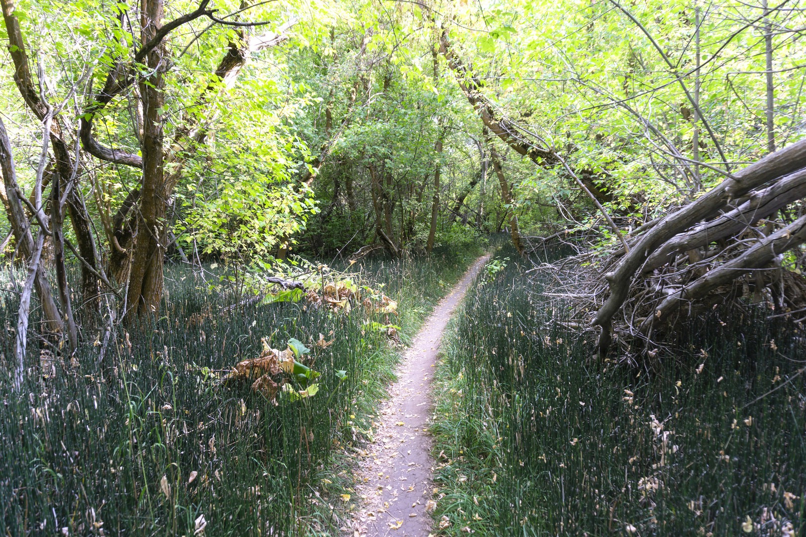 One of the coolest sections of the trail.