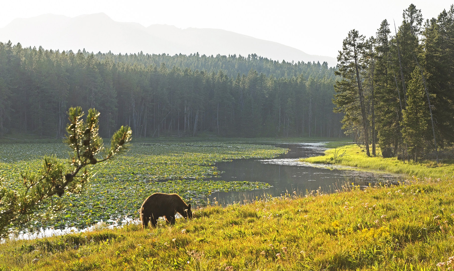 This bear is not a hired model.