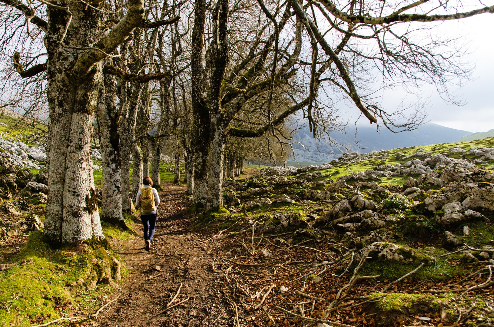 Most of the hike is on flat forested terrain.