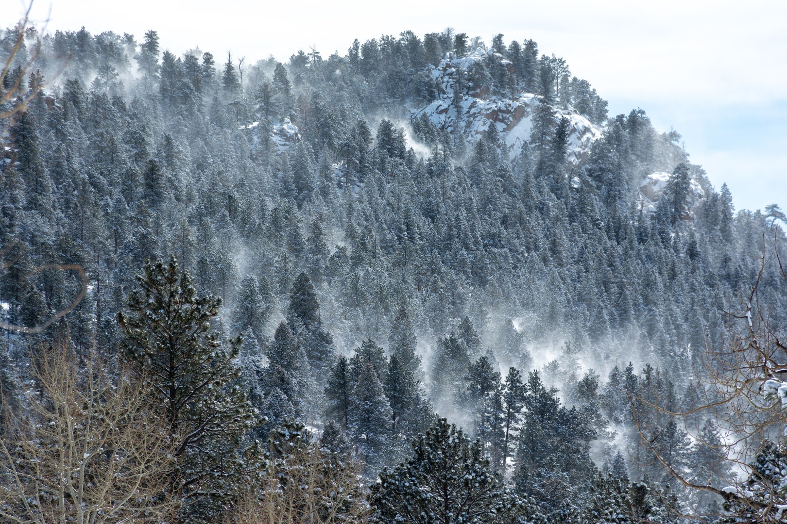 Snowy forest foliage at Staunton Rocks Overlook.