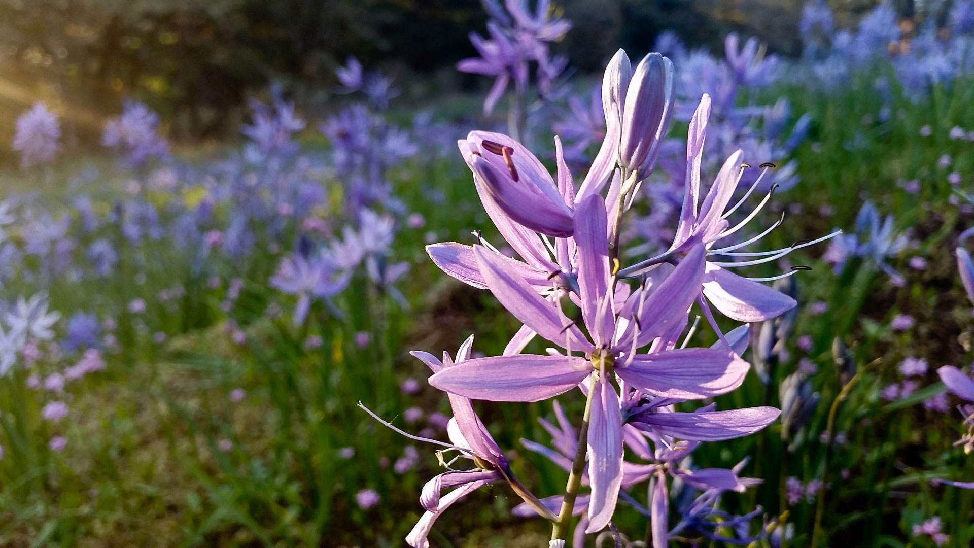 Camas Lily Fields Outdoor Project