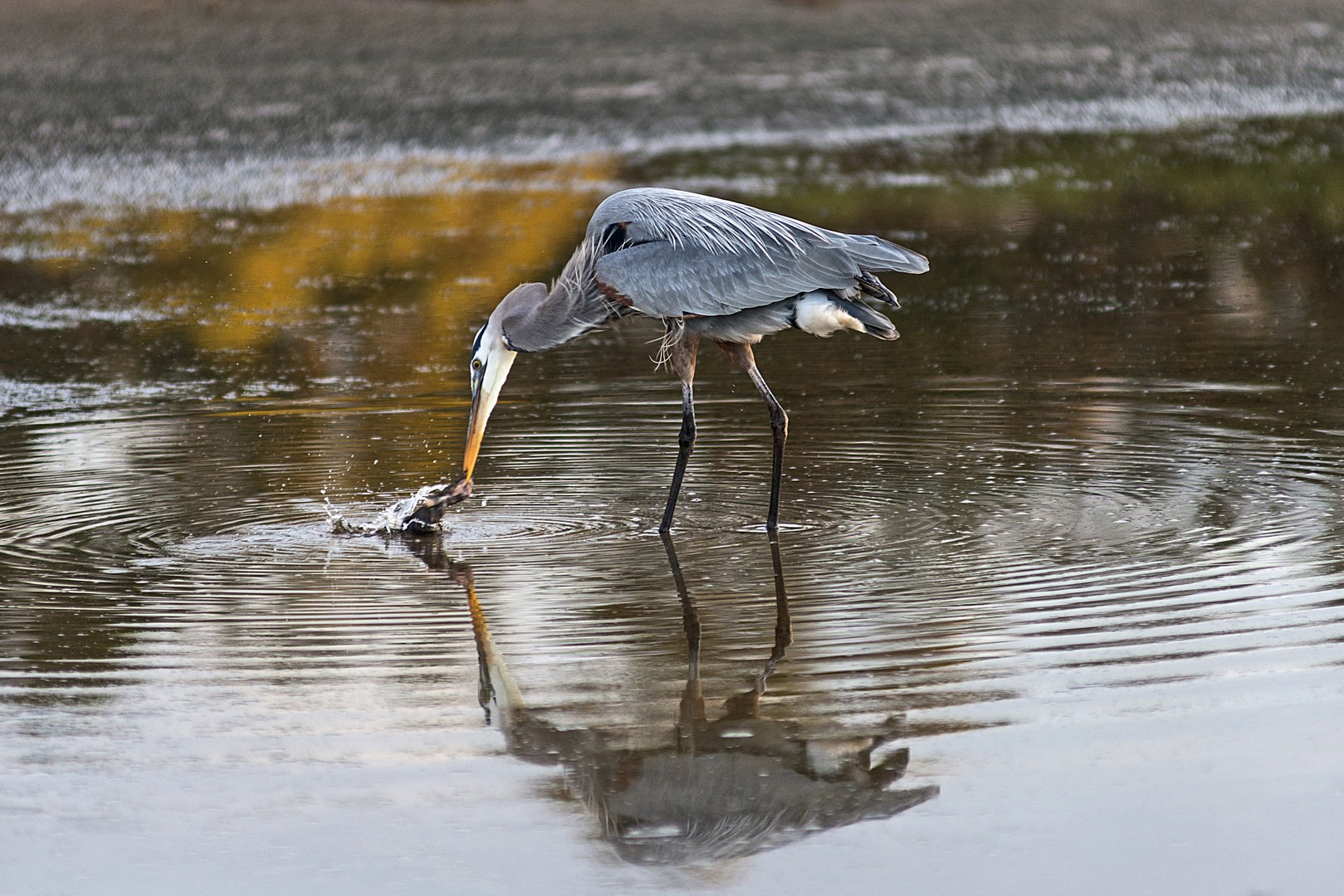 A large great blue heron might have bitten off more than it can chew with this catch.