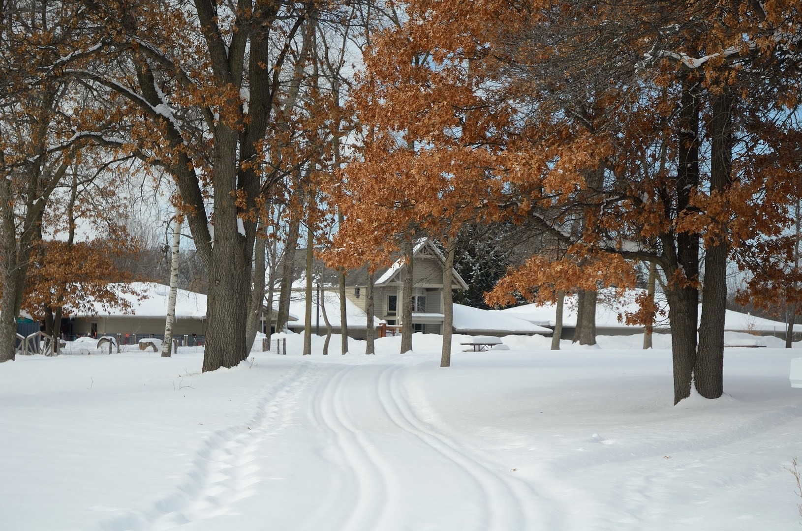 A classic ski trail and the Tamarack Nature Center building.