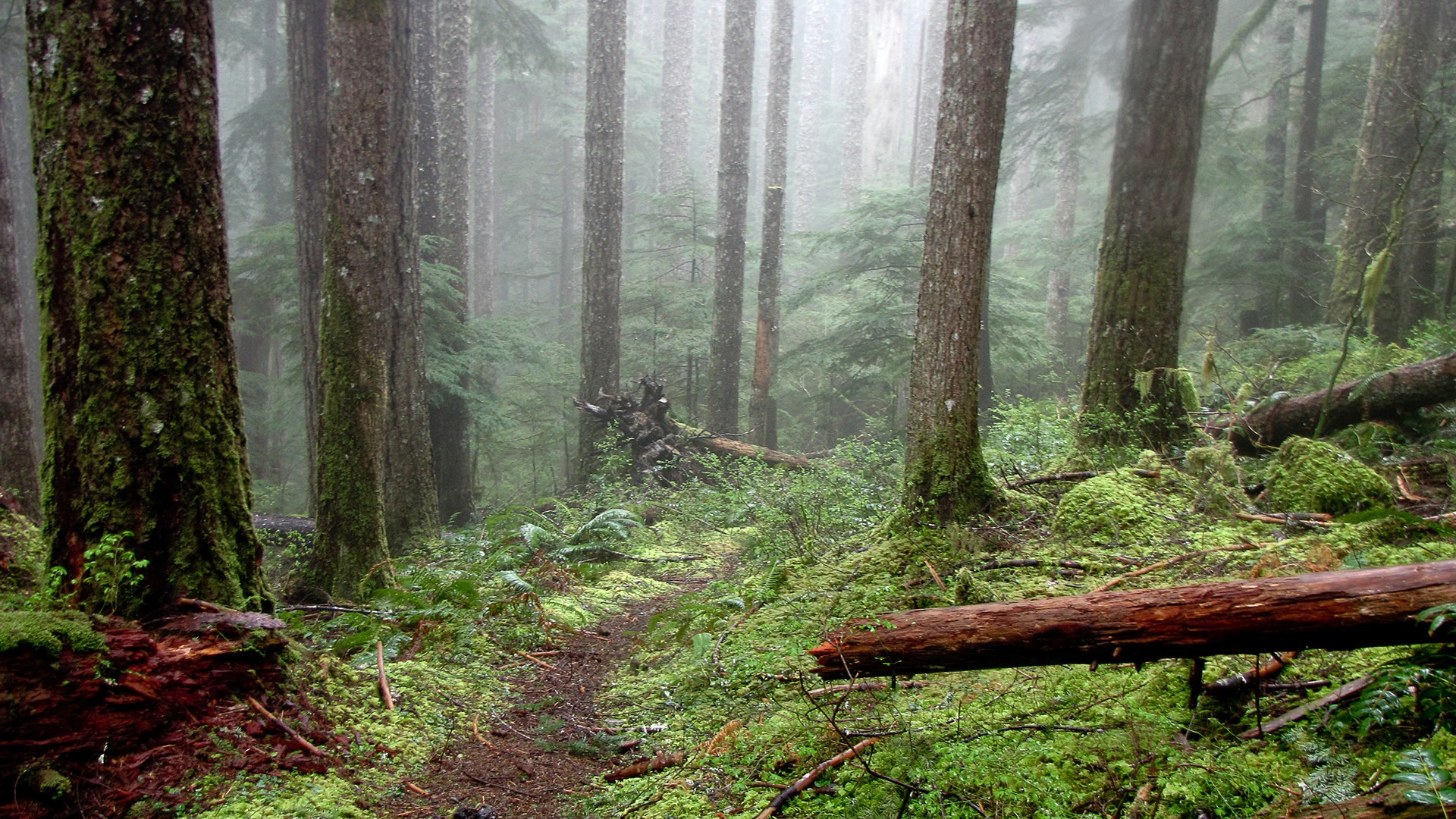 Forest foliage on the trail to Horseshoe Ridge.