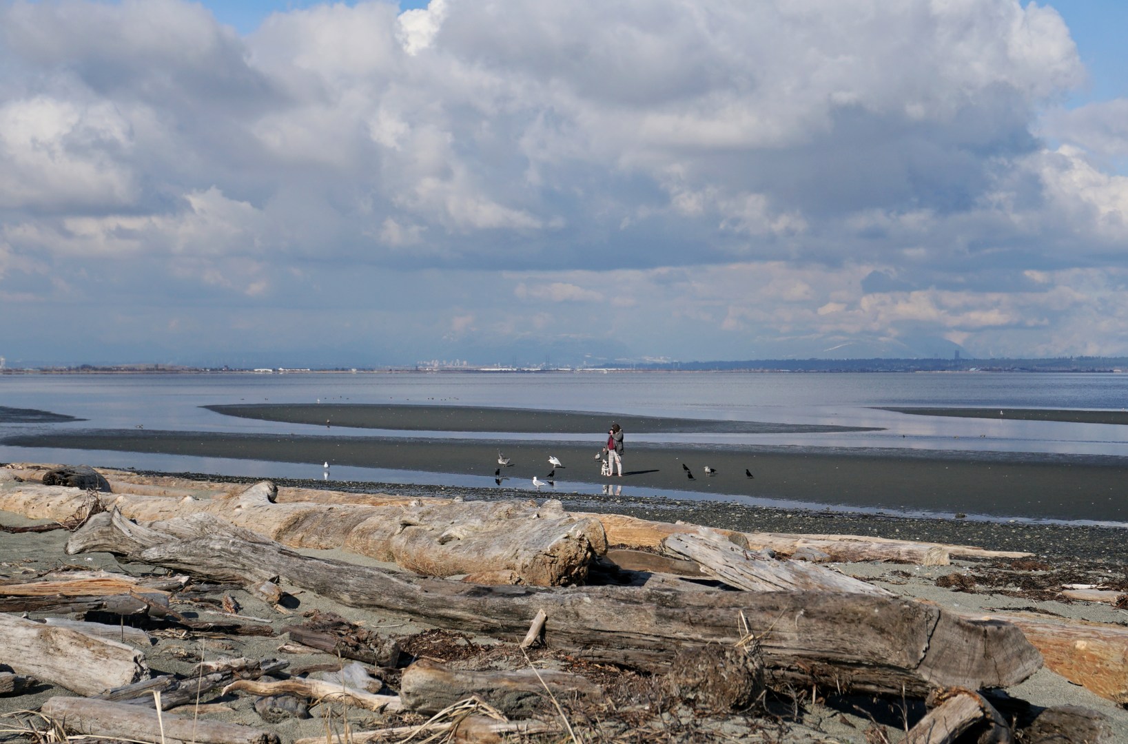 Bird photographer at Boundary Bay Regional Park.
