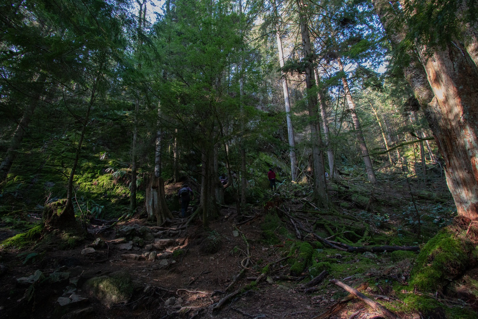 The trail descends before reaching a mossy headwall and a brief climb back onto a ridge.