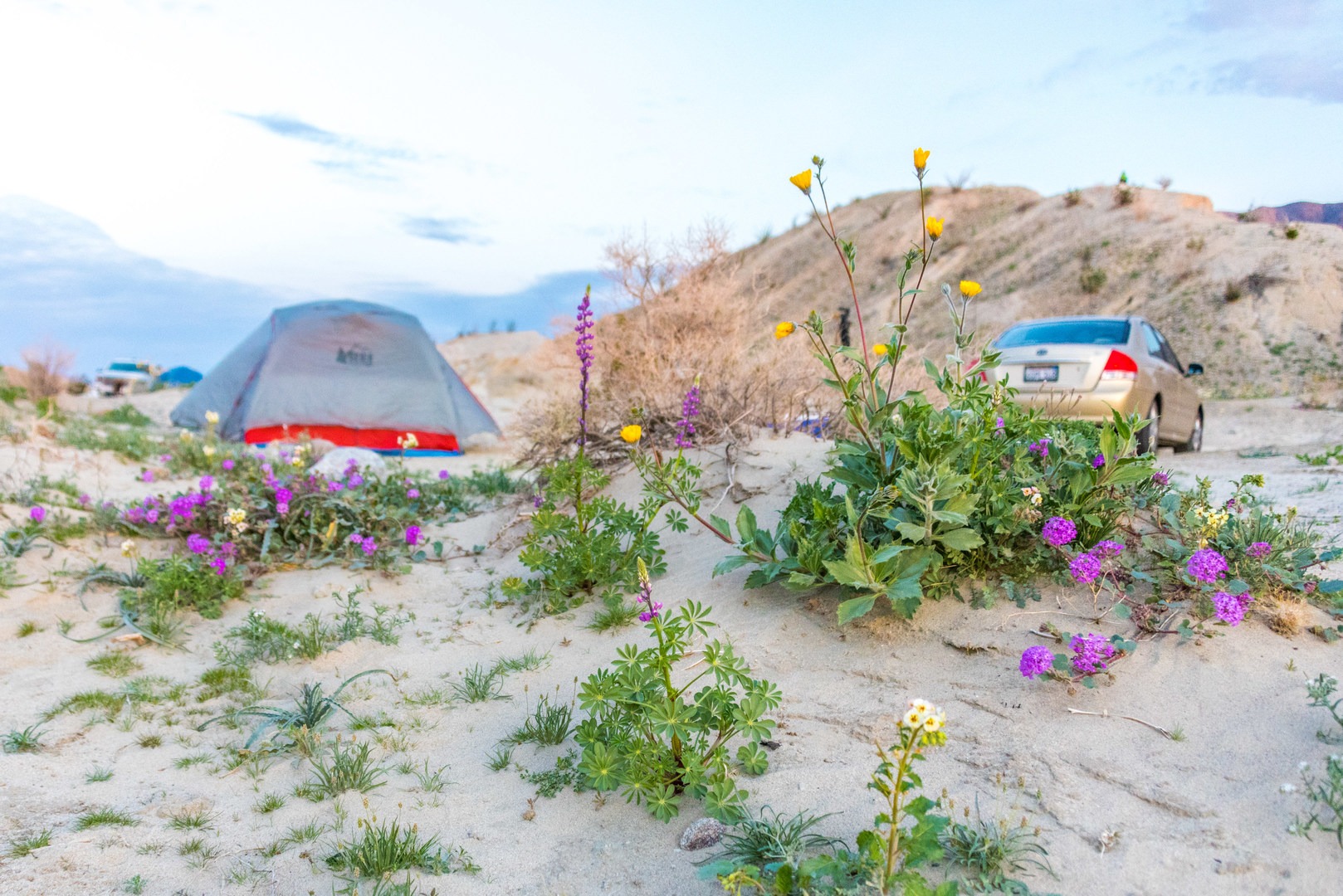 Seasonal wildflowers at Arroyo Salado campground.