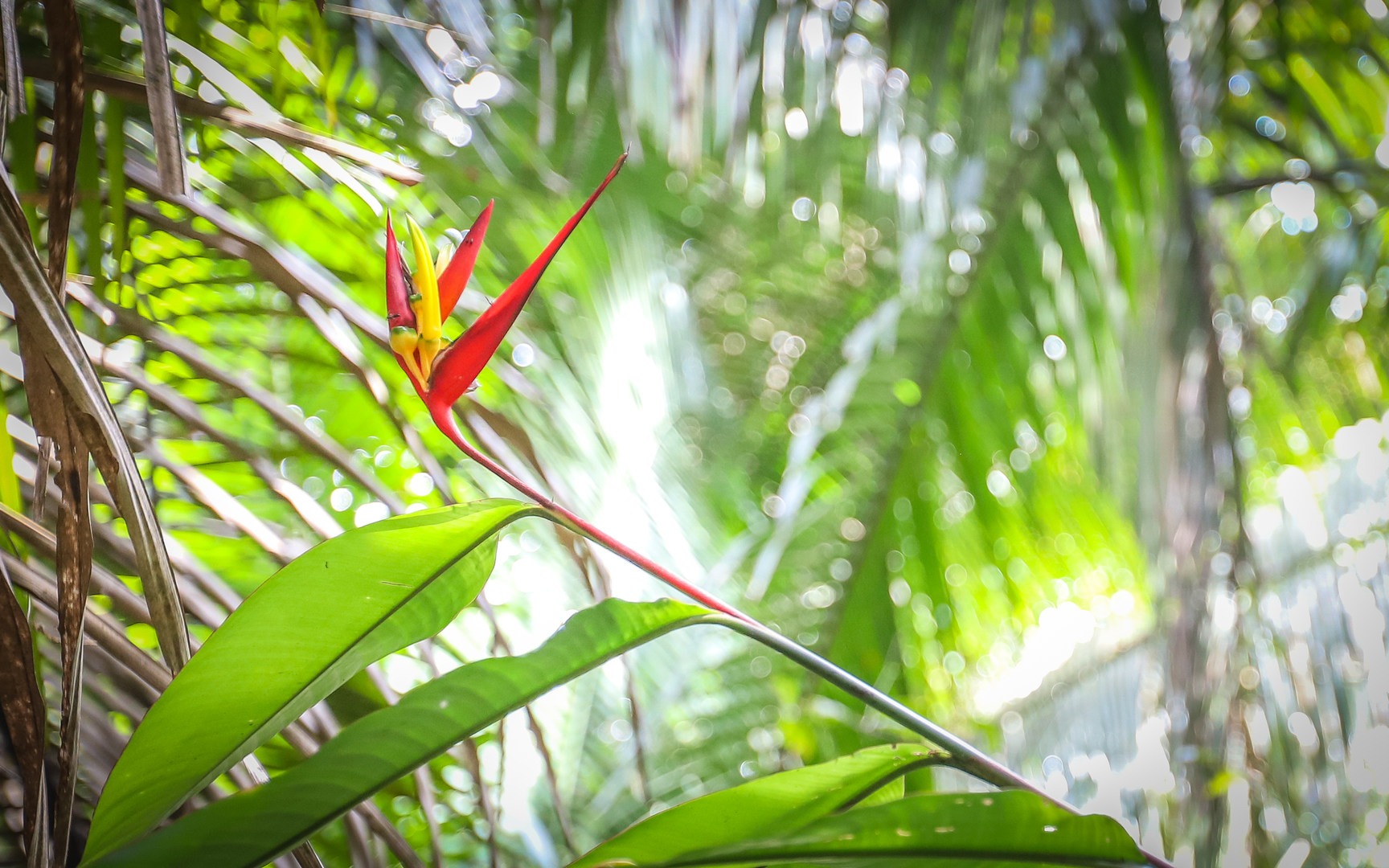 A bird of paradise gives some color to the jungle flora along the hike.