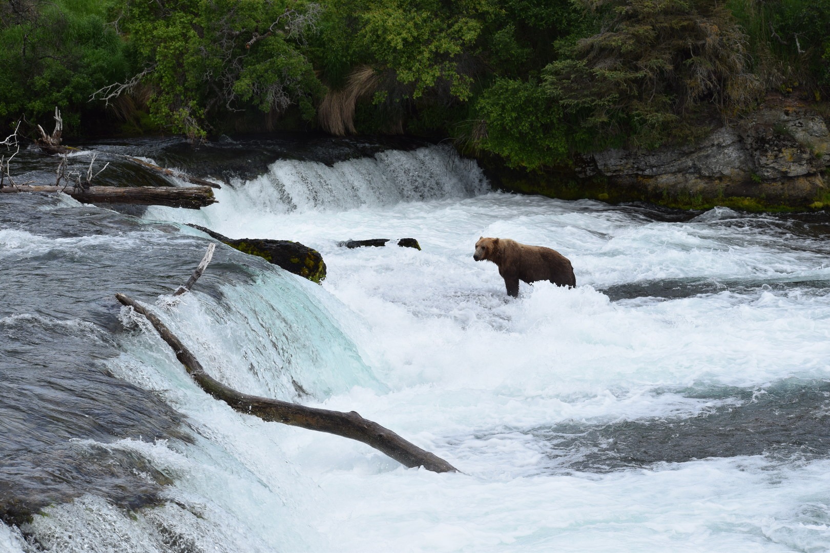 Another bear watching carefully for salmon.