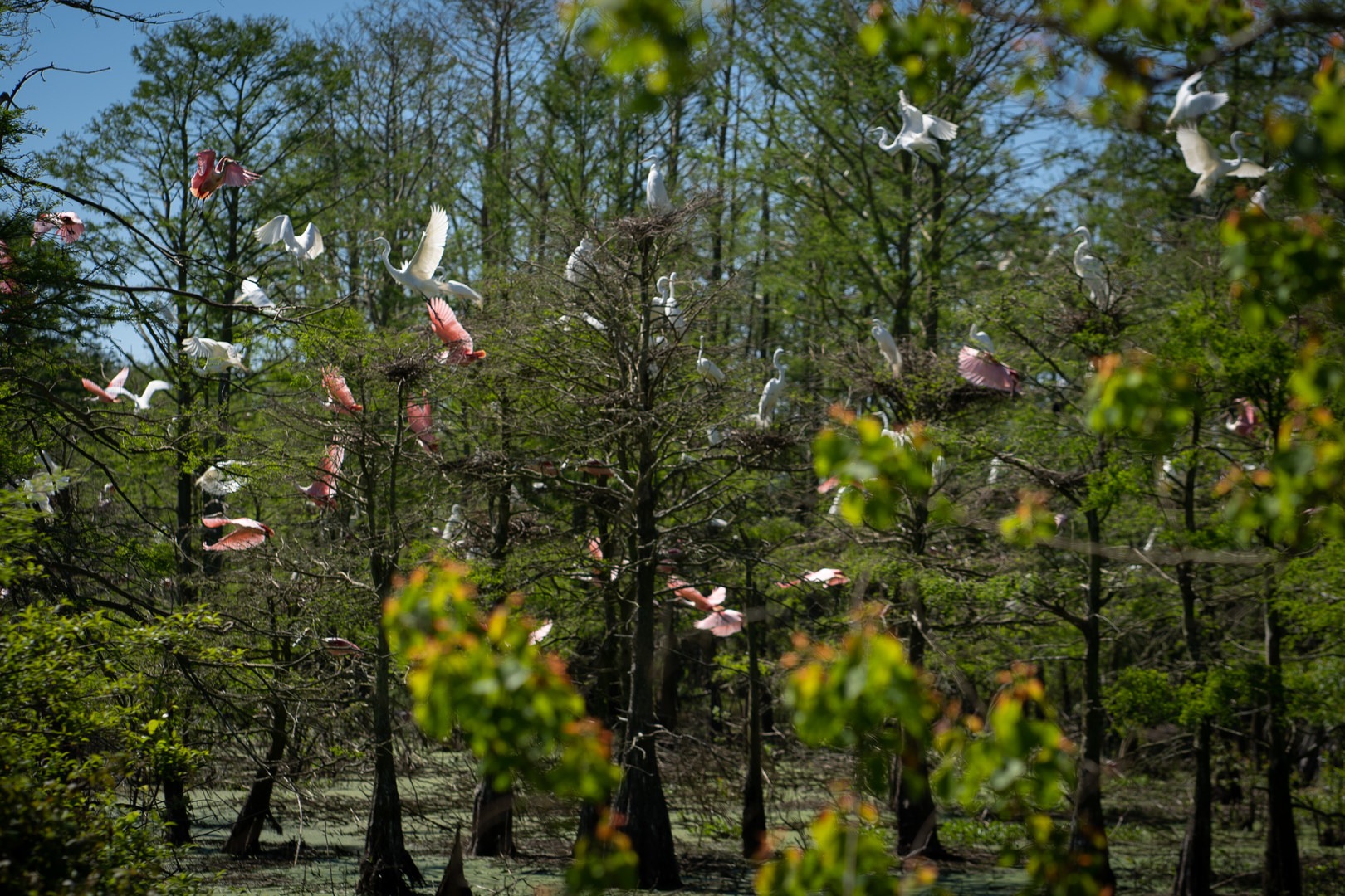 This rookery is one of the main attractions of Grosse Savanne Eco-Tours.