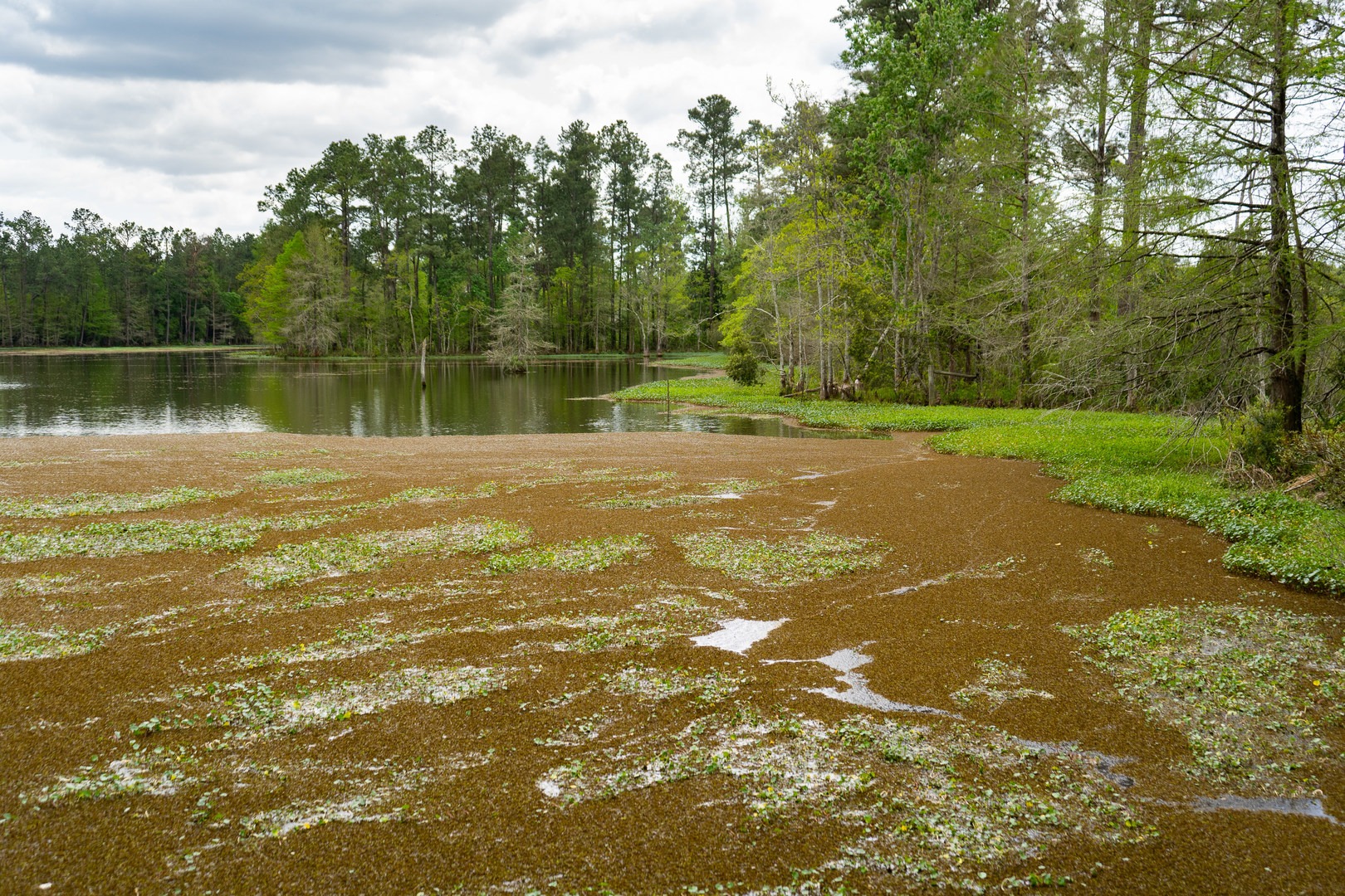 Pond vegetation in early spring.