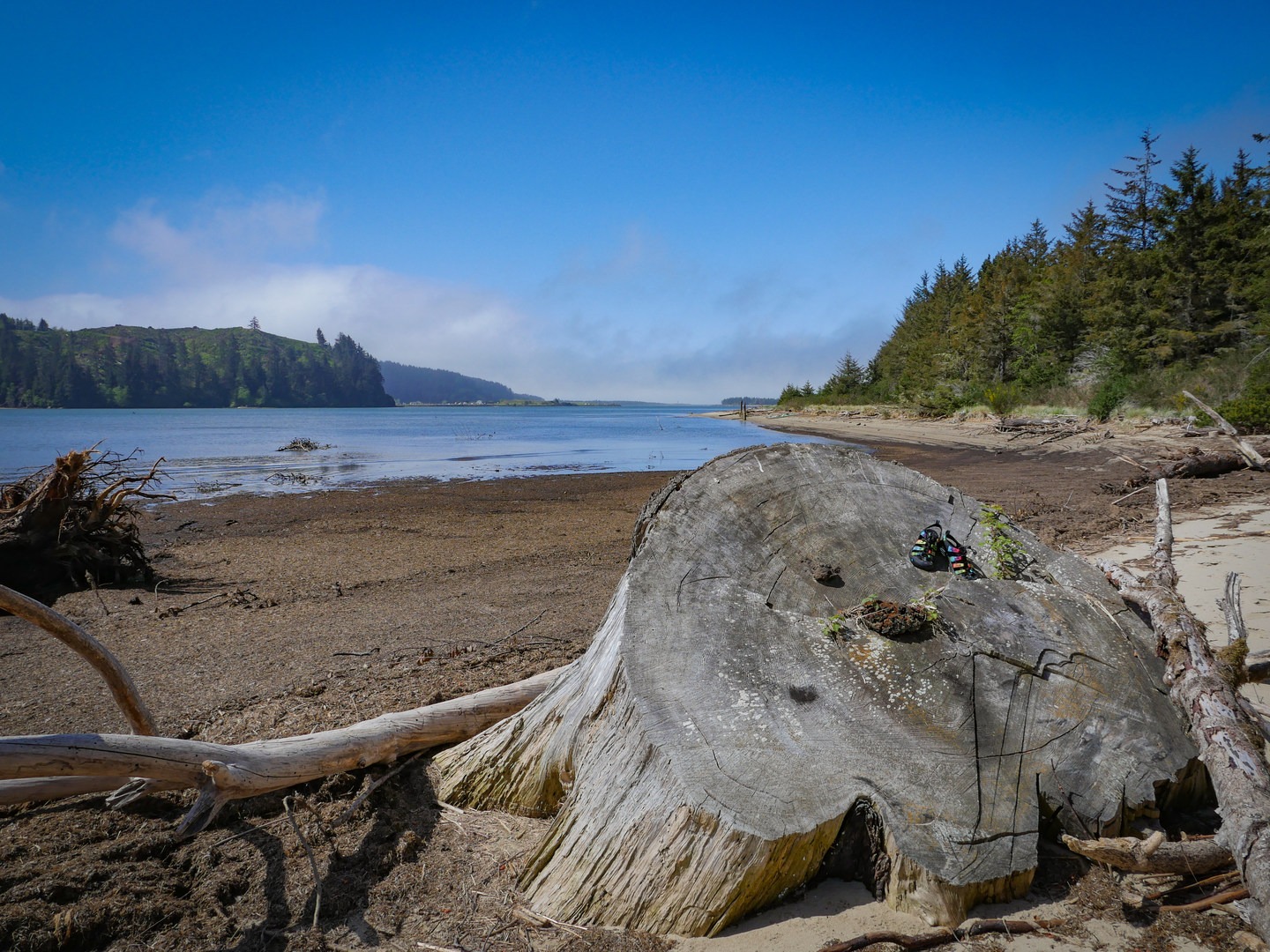 Old-growth stumps on a beach landing on the Lower Umpqua River.