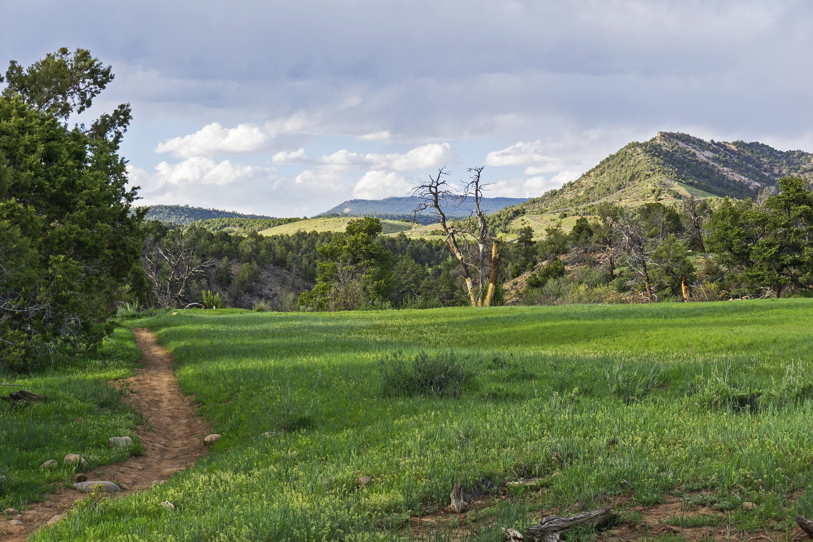 Once you get up Carbon Junction Trail, it opens up to a beautiful meadow.