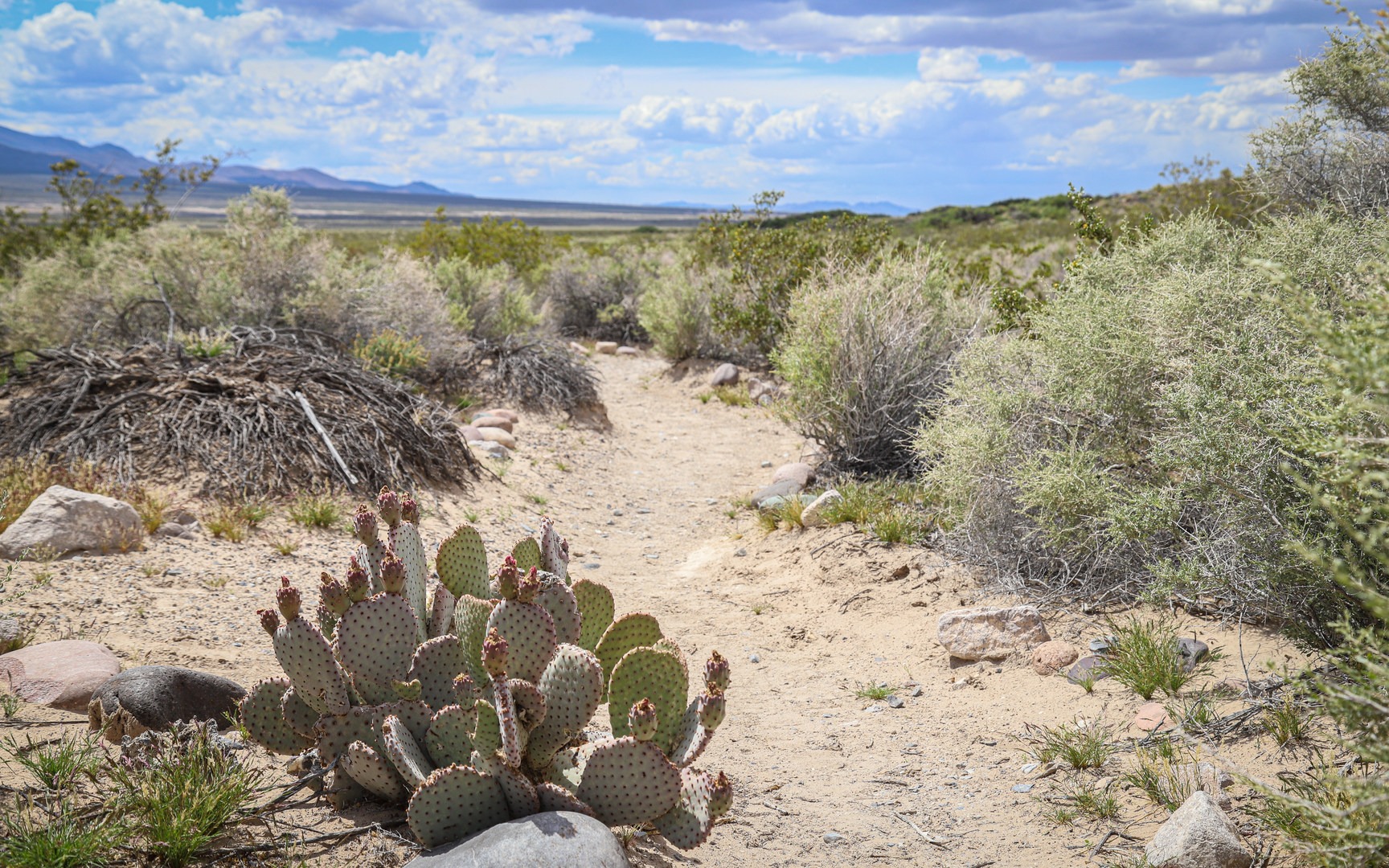 After leaving the wetlands, the dirt trail follows a portion of the sage-spotted desert before returning to the Coyote Loop Trail.
