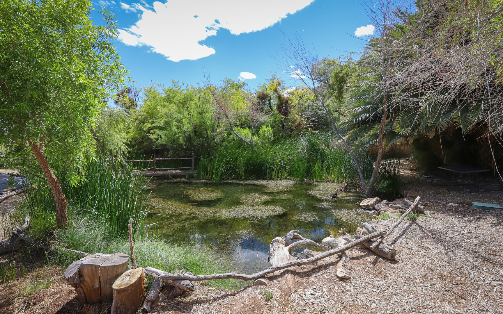 Shoshone Spring provides a cool sitting area.